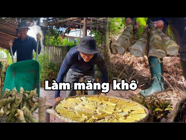 Thu Hoạch Măng Tươi về Làm Măng Khô