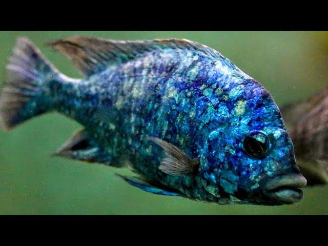 How to Keep Star Sapphire Cichlids | Complete Care & Breeding Guide