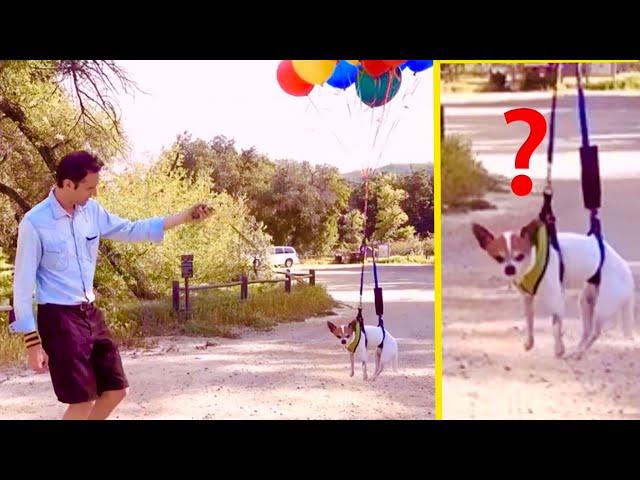 Chihuahua Pancho flying with balloons - ep8 #lagrandenovità