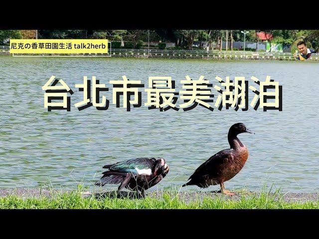 台北市最美的湖泊｜碧湖公園｜Bihu Park