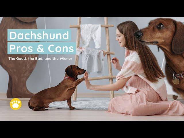 Dachshund: The Pros & Cons of Owning One (The Good, the Bad, and the Wiener)