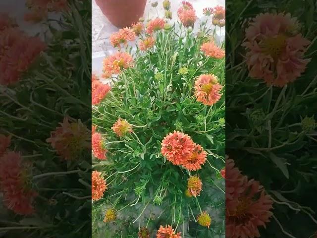 Plant overloaded with flowers in Vrindavan