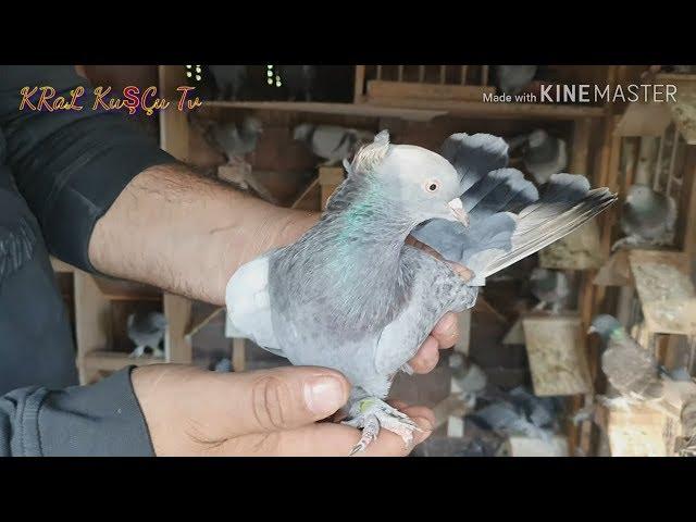 BILLION turkish tumbler pigeon dove POULTRY VISIT NAZIM FATHER NETHERLANDS