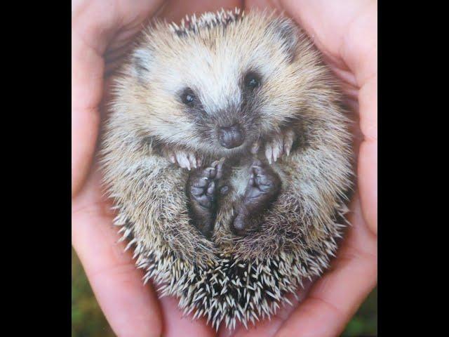 Hedgehogs and Badgers