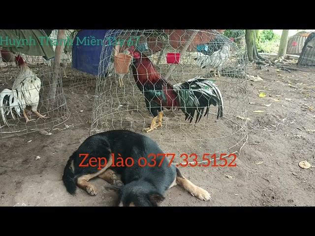 Xem gà vui vẻ nhé anh em