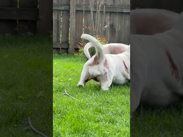 Floppy Ears and Fierce Bites #puppy #cute #dog