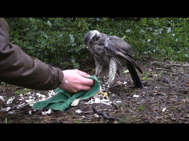 Falconry - The Trade Off