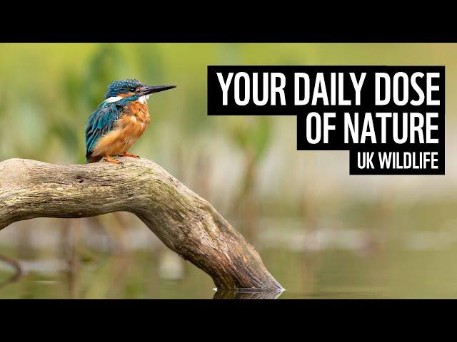 A daily dose of nature | UK wildlife | WWF