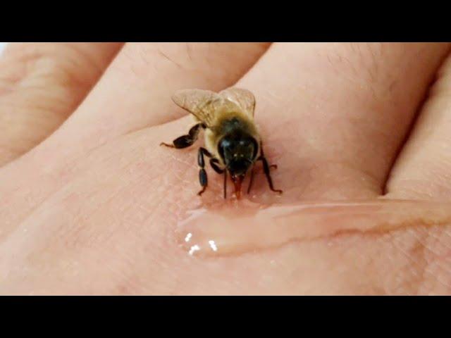 Bee eating honey from hand