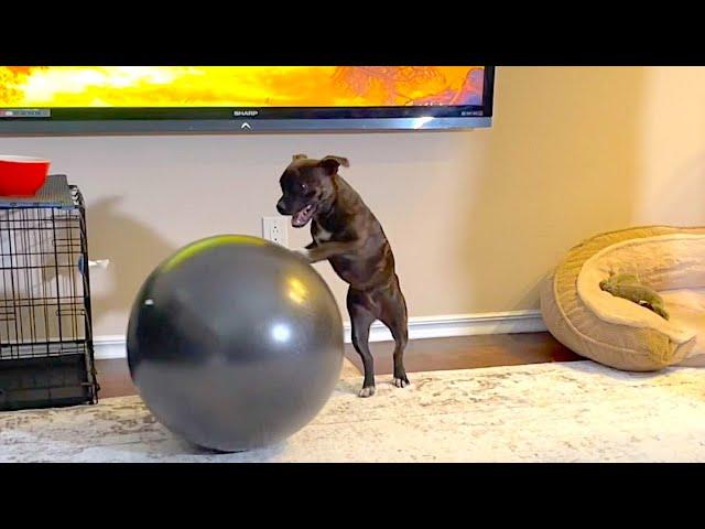 Funny Staffy puppy talking to a Yoga ball