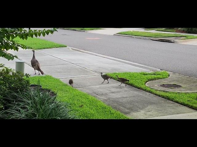 Momma & babies Out for a Stroll