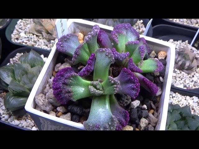 【多肉植物】【成長記録】未知の多肉植物！アロイノプシスとチタノプシス。Haworthia ビザールプランツ　ハオルチア　塊根性メセン