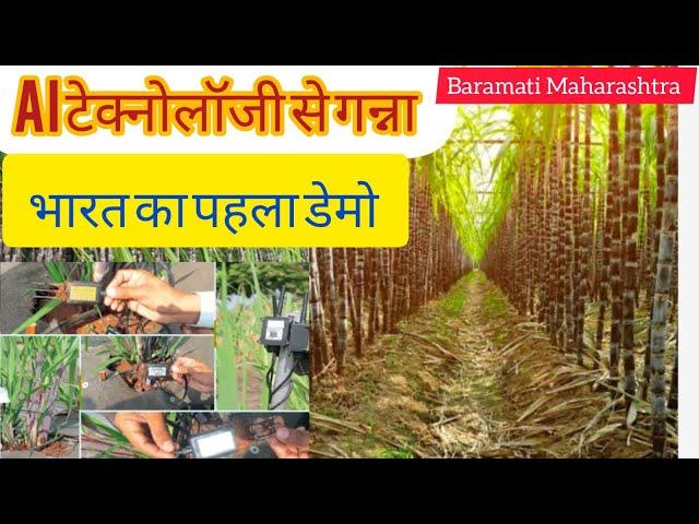 AI टेक्नोलॉजी से गने की खेती by agrisunilsrb