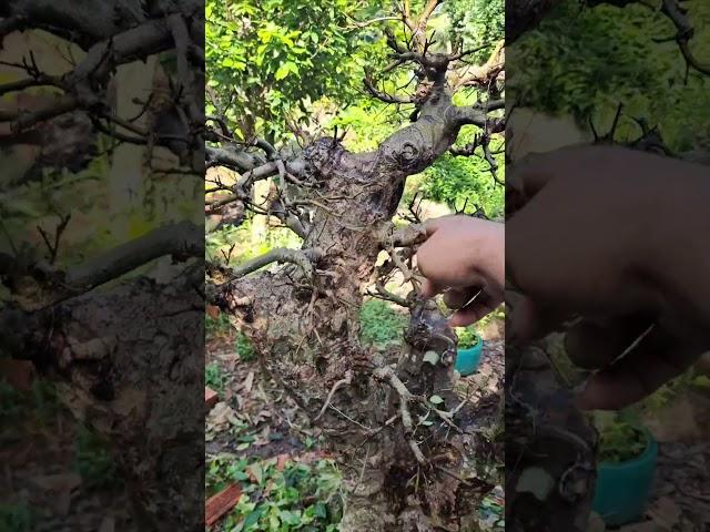 Xin chào quý vị và các bạn!Hôm nay, tôi xin giới thiệu đến mọi người một loài cây rất quen thuộc