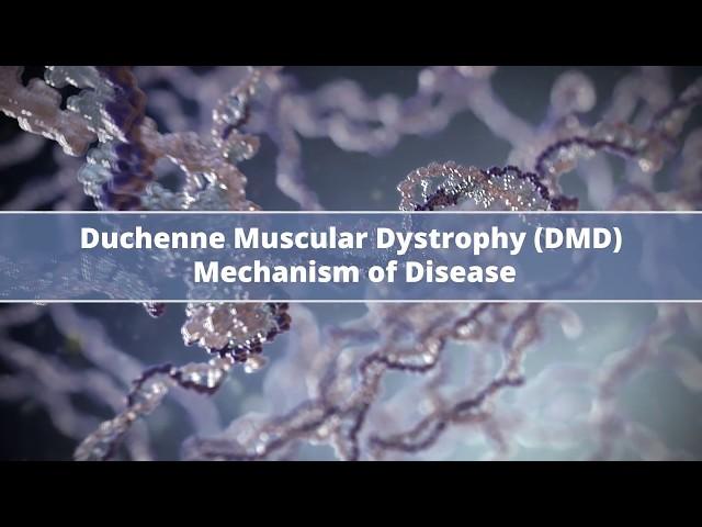 Duchenne Muscular Dystrophy (DMD) Mechanism of Disease