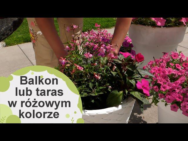 Balkon i taras w różowym kolorze. Supertunie, petunia, fuksja, niecierpki, begonia...