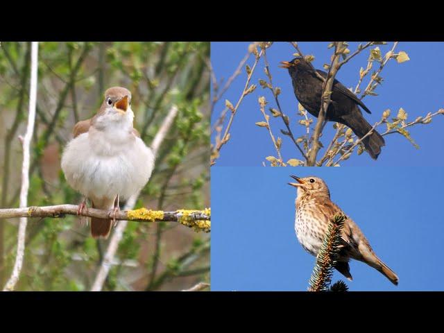 Four Hours Relaxing Birdsong: Blackbird, Nightingale, Song Thrush and Garden Warbler