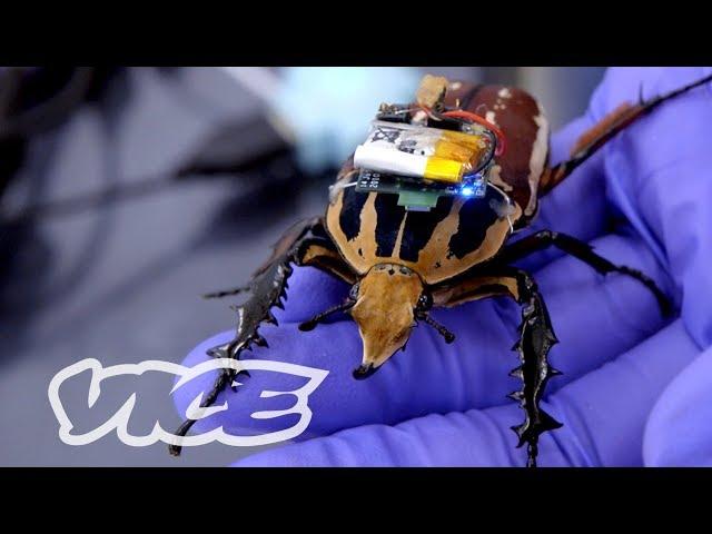 Singapore's Remote-Controlled Cyborg Insects