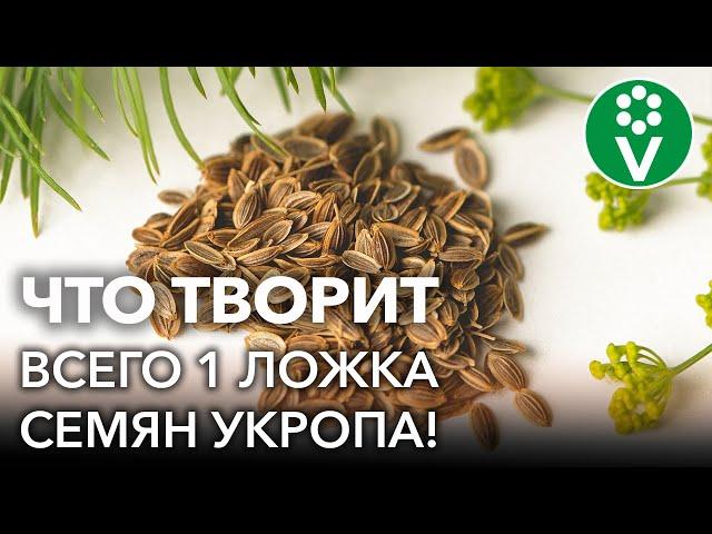 СЕМЕНА ЗДОРОВЬЯ! Всего одна ложка СЕМЯН УКРОПА и организм как новенький!