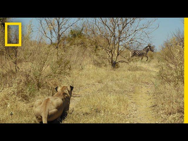 Lions Hunt Zebra | Savage Kingdom