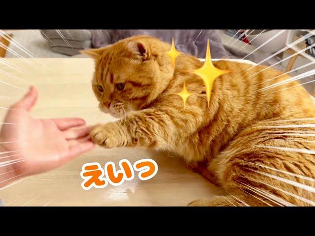 笑ってはいけない猫動画！【※笑いすぎ閲覧注意】 #猫 #マンチカン