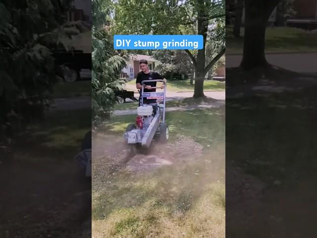 DIY stump grinding, you can rent this for $100 it took 15 mins to remove #stump #stumpgrinding #diy
