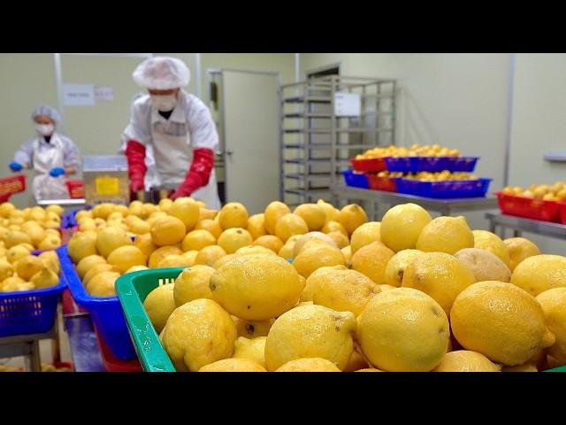 Amazing Fruit Powder Mass Production Plant Turns 15 Tons of Lemons Into Powder