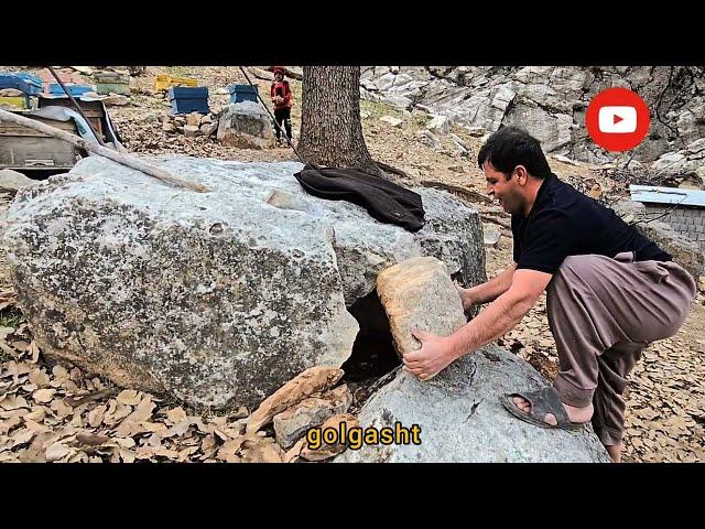 Building a home in the heart of nature: Mehrali and her family take care of homeless animals 