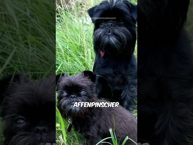 Affenpinscher