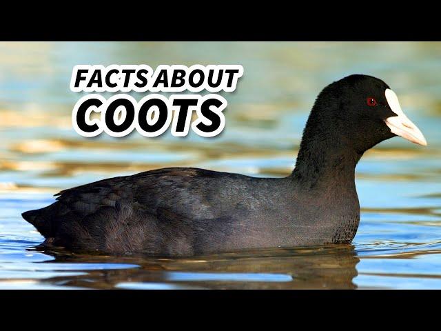 Coot Facts: NOT a DUCK | Animal Fact Files