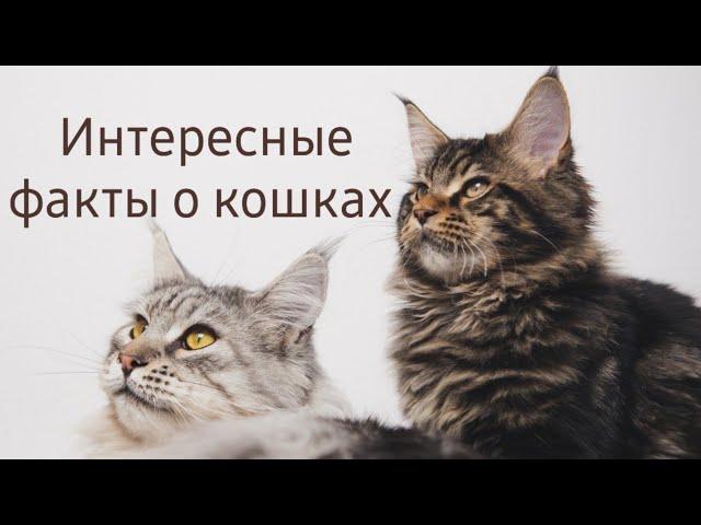 Кошки. Интересные факты.