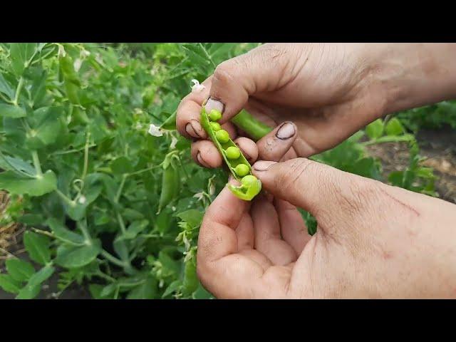 Наш огород — всё как есть! Что растёт в этом году?