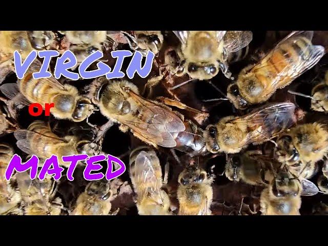 How To Tell A If a  Queen is a Virgin or Mated  #beekeepingtips