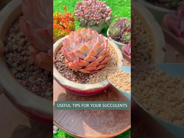 Succulent care tips: How to repot succulents #plants