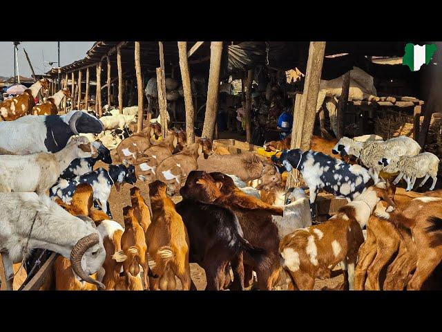 LIVESTOCK MARKET ORANYAN, IBADAN NIGERIA, WEST AFRICA. Goat, Ram and Sheep Market. Rural Village