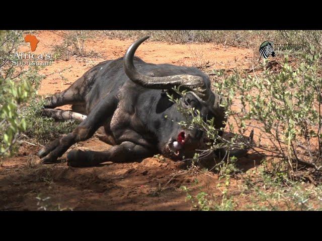 Death stare while charging... black death buffalo