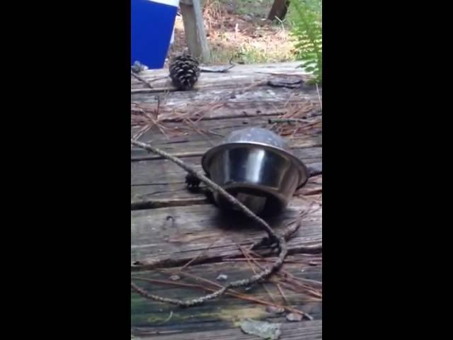 Look!! Kitty has competition for his food!!