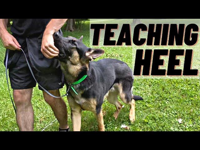 HOW TO Train Your Dog To HEEL! FIRST STEPS!