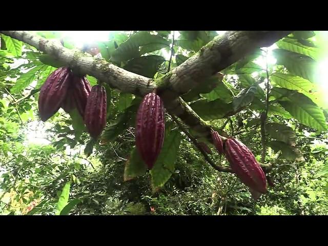 Cacao (Theobroma cacao) | Sarah Wu