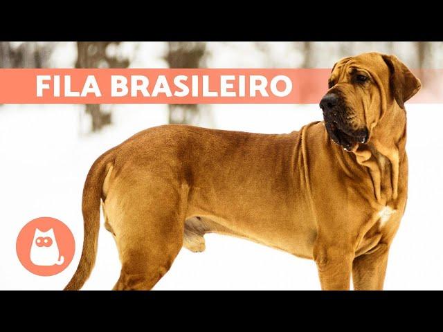 FILA BRASILEIRO Dog Breed  Characteristics, Care and MORE