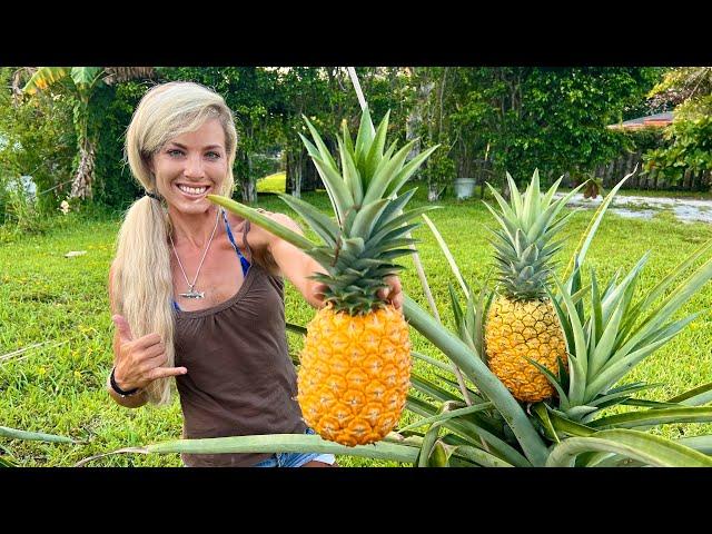 How To Grow GIANT Pineapples at Home Fast & Easy in Containers