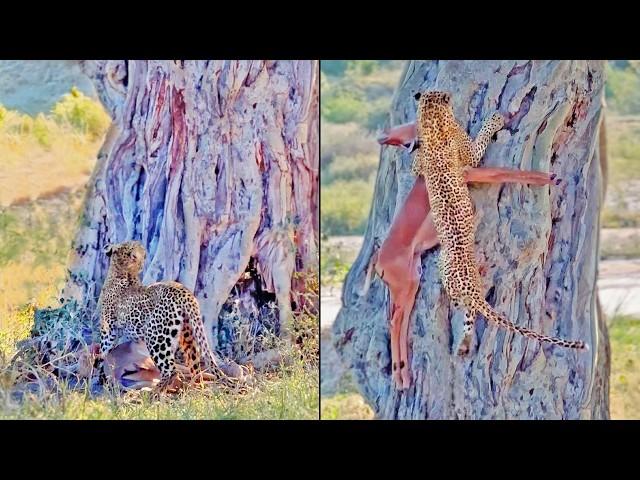 This Leopard Didn’t Fail