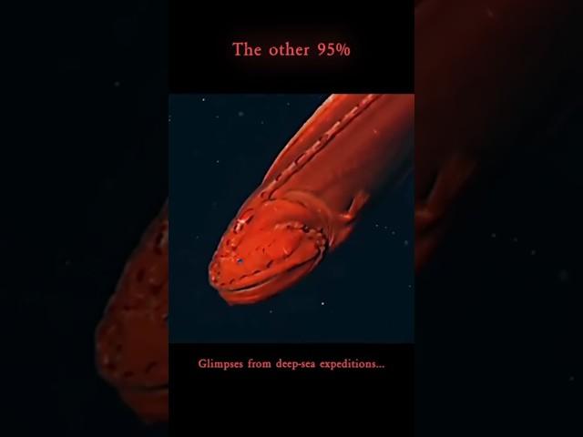We've Barely Seen the Deep Sea