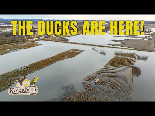 BEST DUCK SEASON EVER!! Record Numbers, Migration & What’s Next | #HOMETURF EP6