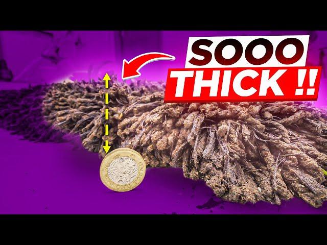 This Rug Is THICKER Than BURT Reynolds Moustache ! Unbelievable Deep Clean | Satisfying ASMR