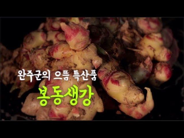 전라북도 완주군의 으뜸특산품 봉동생강[완주군 YOU TV]