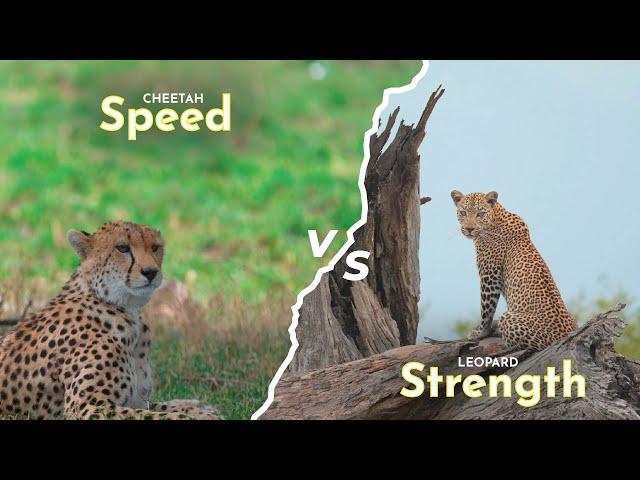 Strength Vs speed!! Leopard Vs Cheetah!!