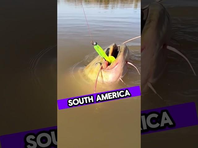 5 Mind-Blowing Catfish Facts You Never Knew! Part-1 #AnimalFacts #Shorts #facts #animals #wildlife
