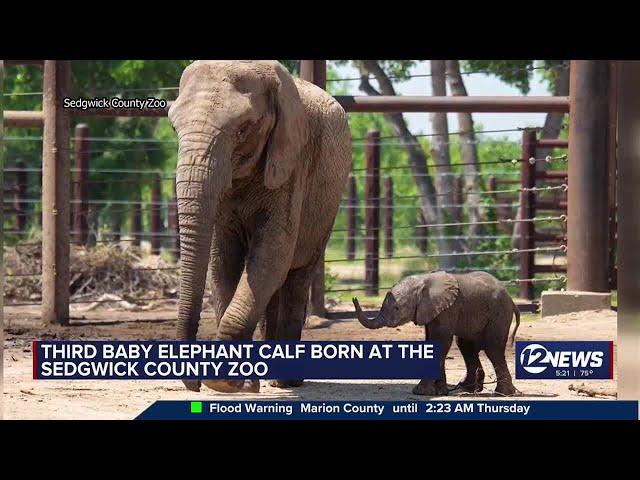 Three's a party! Sedgwick Co. Zoo welcomes another baby elephant