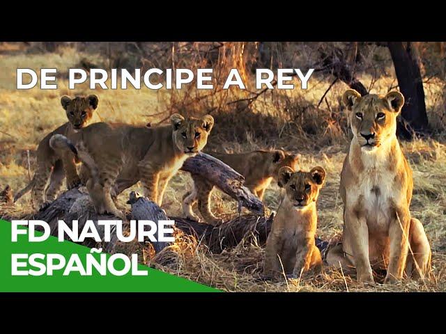 De Cachorros a Reyes | Free Documentary Nature - Español